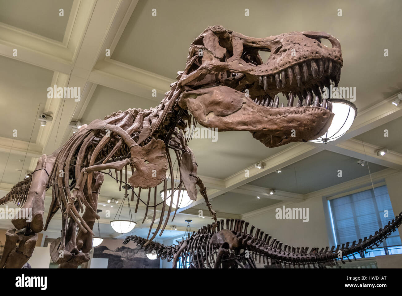 Dinossaur Fossile Modell an das American Museum of Natural History (AMNH) - New York, USA Stockfoto