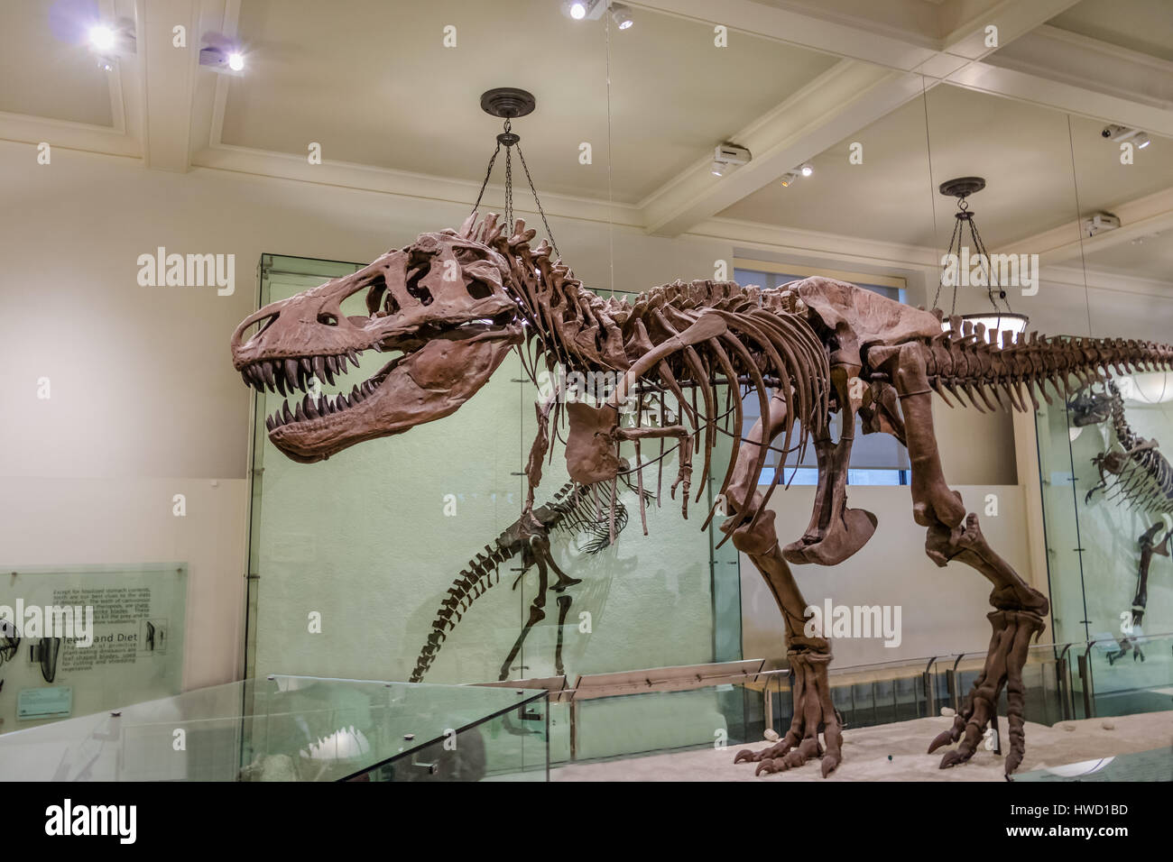 Dinossaur Fossile Modell an das American Museum of Natural History (AMNH) - New York, USA Stockfoto