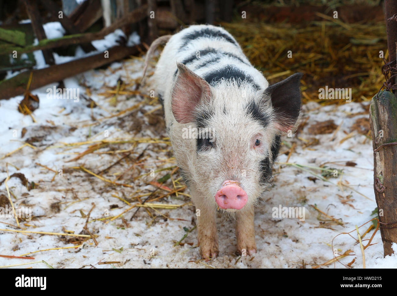 Schwarz / weiß Schwein am russischen Hof beobachten in der Kamera Stockfoto