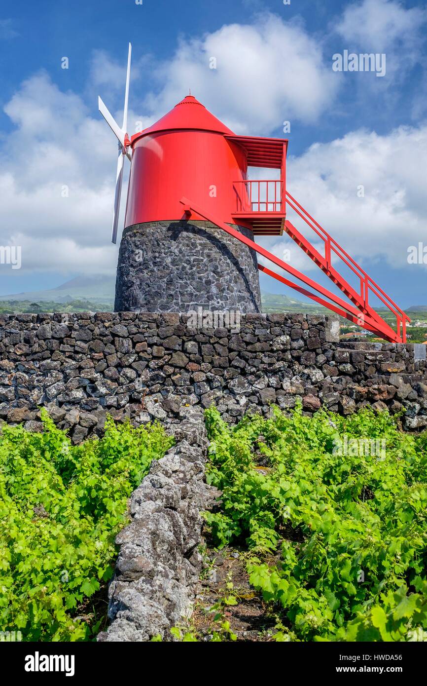 Portugal, Azoren Archipels, der Insel Pico, Criaçao Velha, die Landschaft der Insel Pico Weinberg Kultur ilisted als Weltkulturerbe von der UNESCO, Grundstücke durch Wände mit Basalt Bausteine geschützt Stockfoto