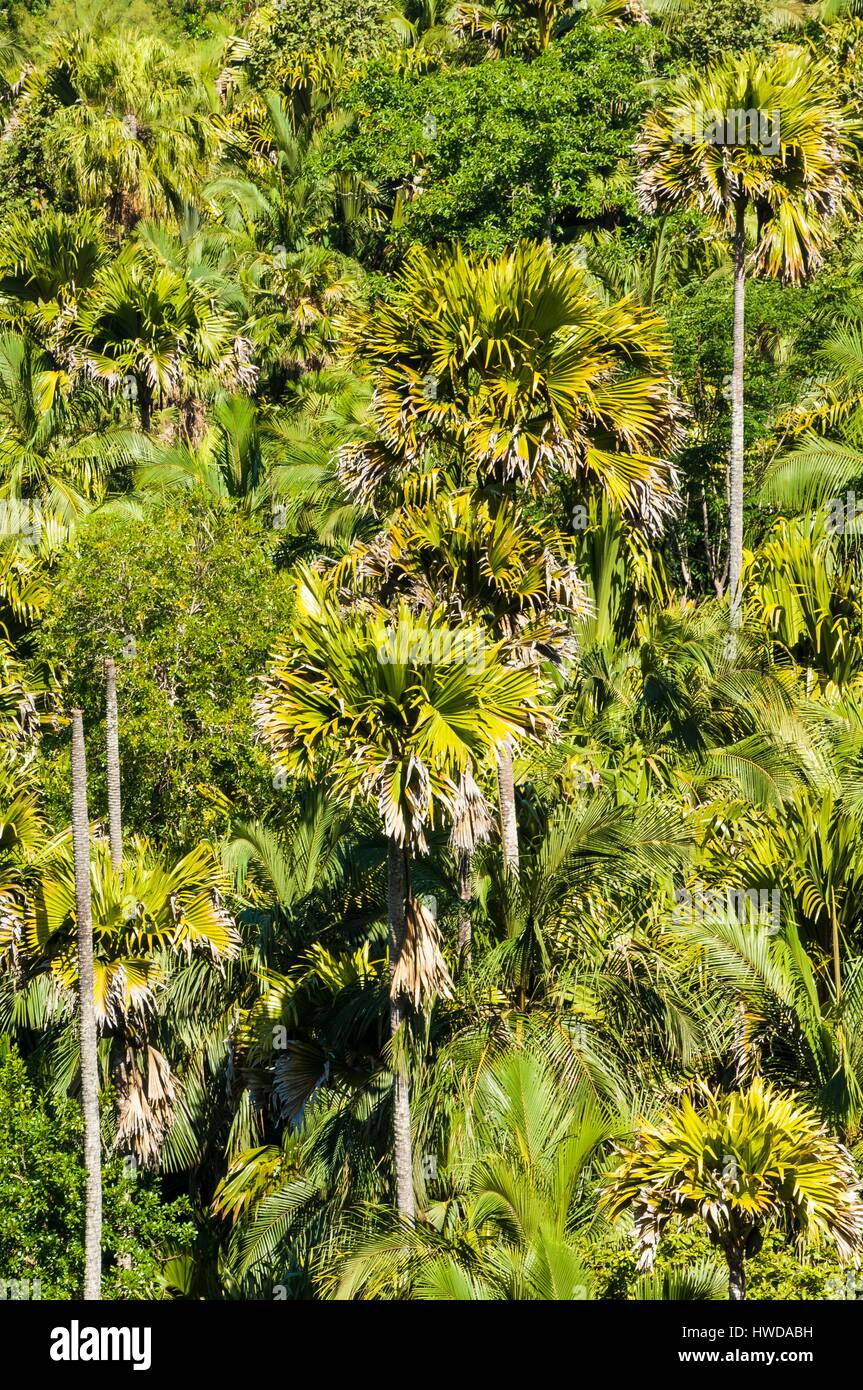 Seychellen, Insel Praslin, Vallee de Mai Nationalpark, aufgeführt als Weltkulturerbe der UNESCO, endemischen Coco de Mer Bäume (Lodoicea Maldivica) Stockfoto