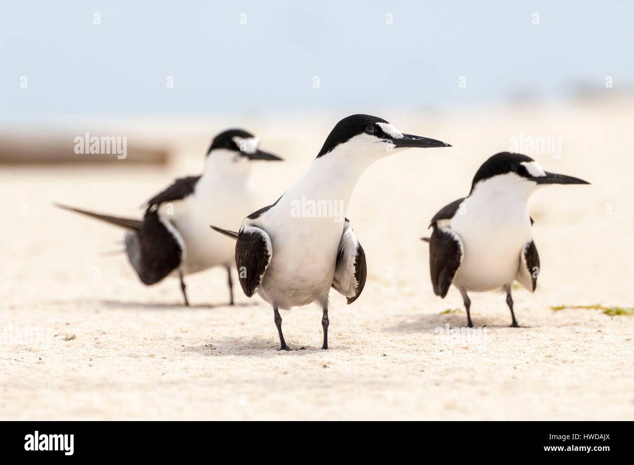 Seychellen, Bird Island, 3 Terns am weißen Sandstrand in der Kolonie von 1,5 Millionen rußigen Terns (Onychoprion fuscatus), im März, seeschwalben von Zehntausenden von oben ihre Insel Sanctuary ansteigen, bevor Sie mit dem Abstieg der Kolonie am nördlichen Ende der Insel während der Monate April und Mai erreichen, Laichen beginnt im Juni und in den 10 Tagen über 90 % der Eier in der Kolonie gelegt, nach 28 bis 30 Tagen schlüpfen und 60 Tage später, mit Fisch und Tintenfisch von ihren Eltern gefüttert, junge seeschwalben wird genug geworden, um zu fliegen, der letzte junge seeschwalben das Nest verlassen Ende Oktober Stockfoto