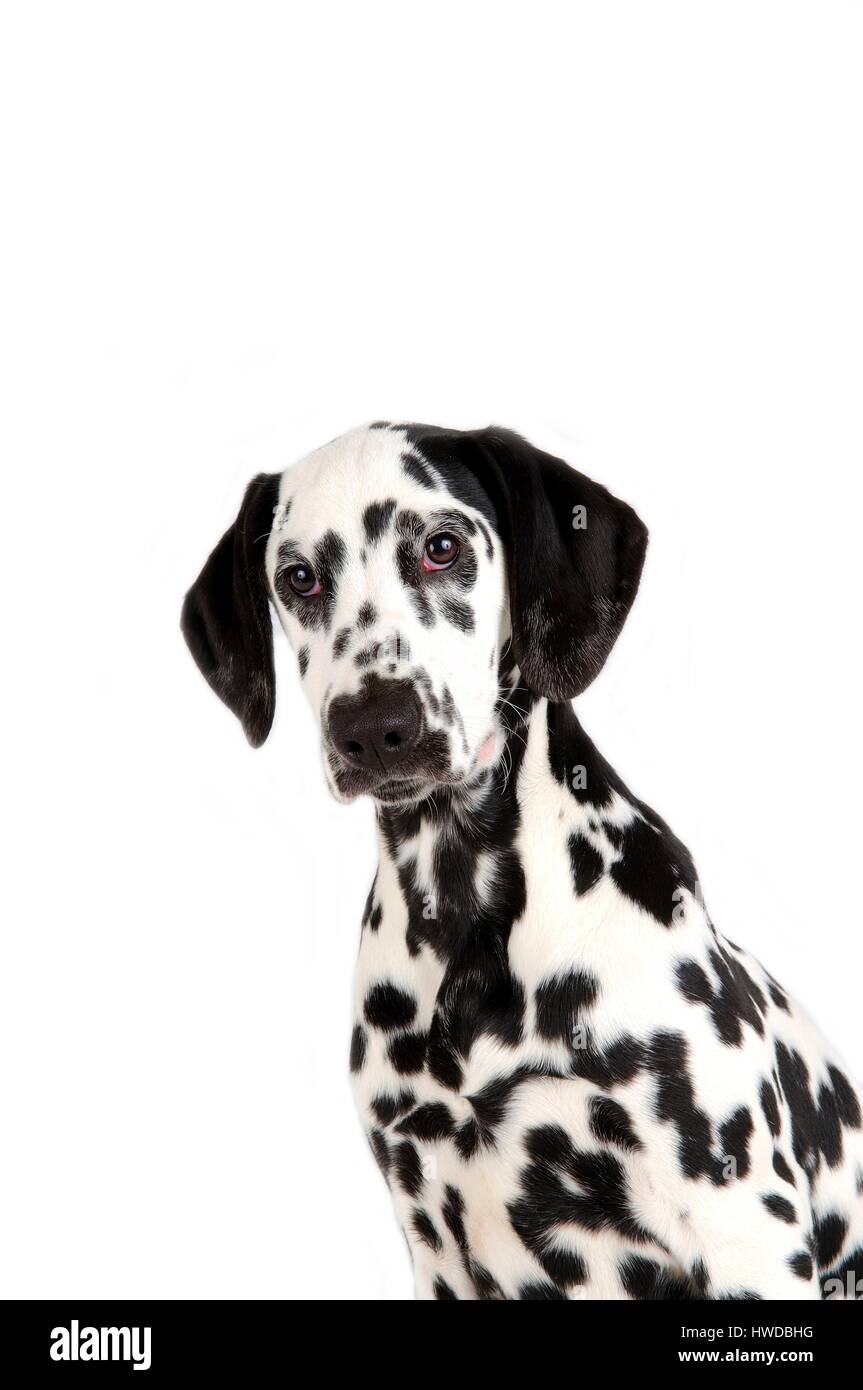 Dalmatiner (Canis Lupus Familiaris) Stockfoto