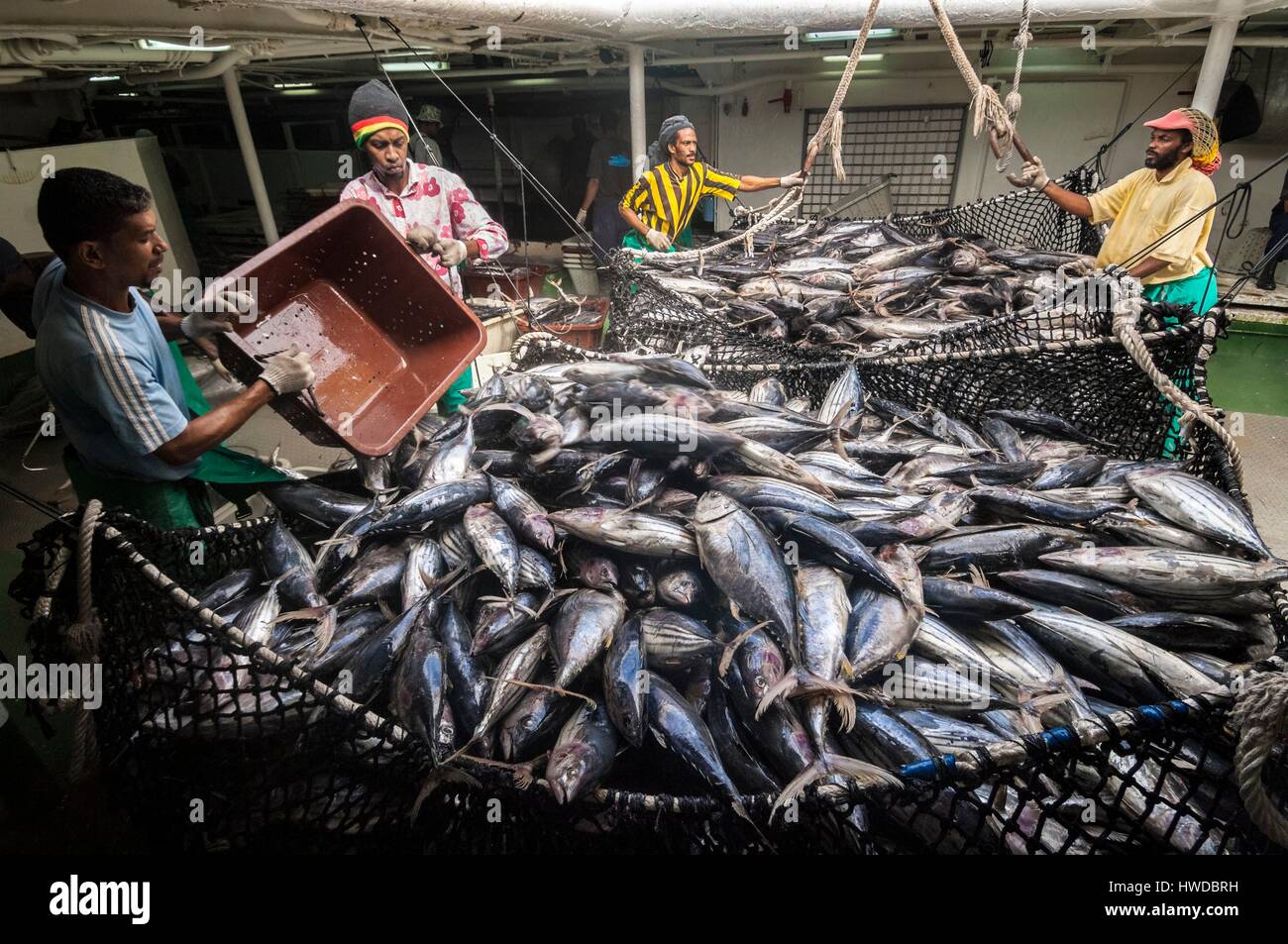 Seychellen, Indischer Ozean, Mahe Island, Victoria, Beladung an Bord eines Thunfisch Fracht Fracht, die im Hafen von Victoria, dem ersten Indischen Ozean umladen Port, Kreative, HERR - PR-Nr. Stockfoto