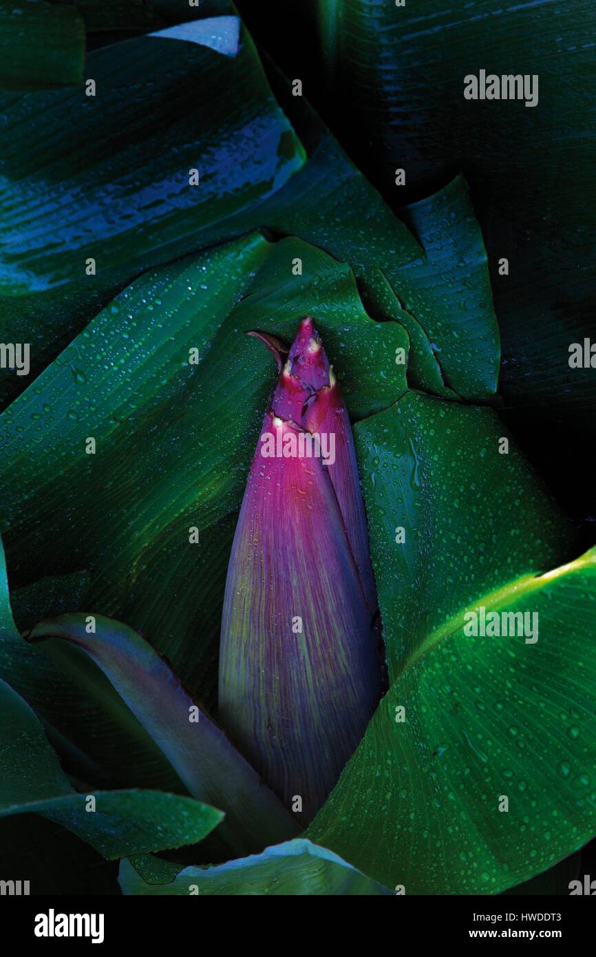 Frankreich, La Réunion (französische Übersee-Departement), Weltkulturerbe von UNESCO, Saint-Philippe, Le Baril, Farbharmonie der Banane Blumen Stockfoto