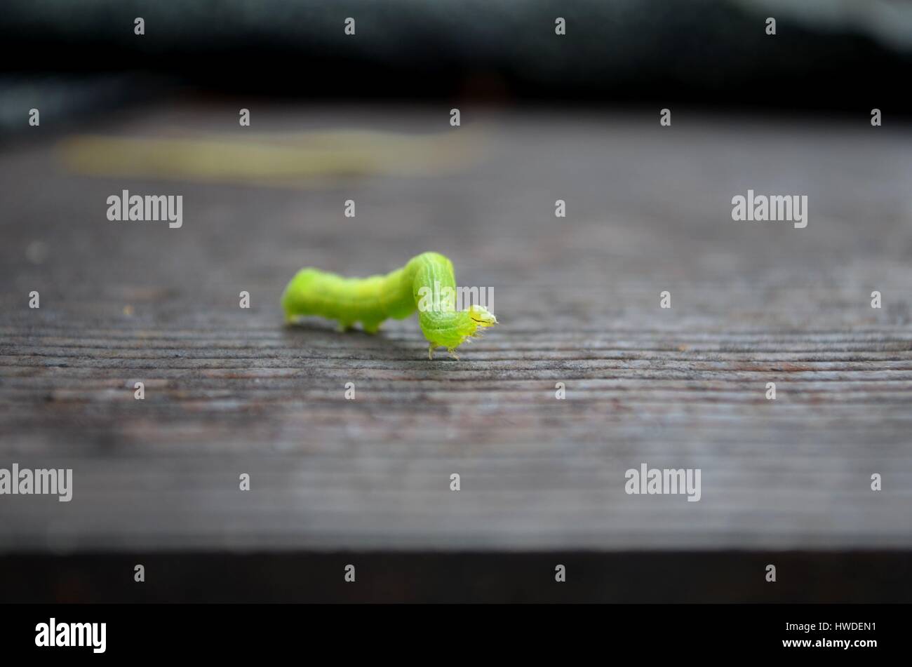 Weißkohl-Raupe im engen detail Stockfoto