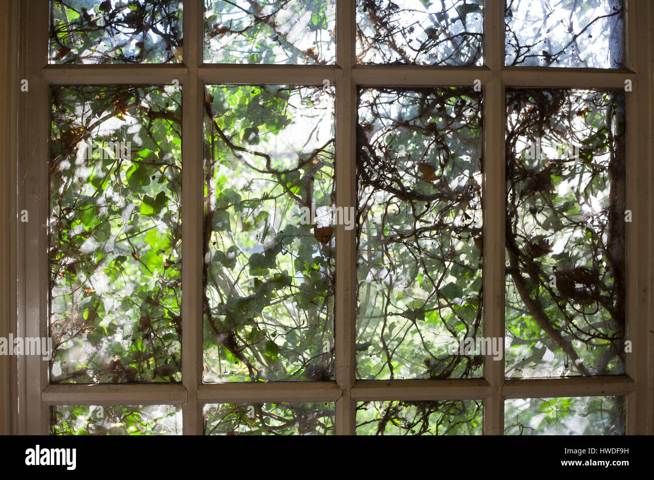 Fenster in Camberwell, London, 30.04.2016 Katja Heber/lüpfigen Efeu bedeckt Stockfoto