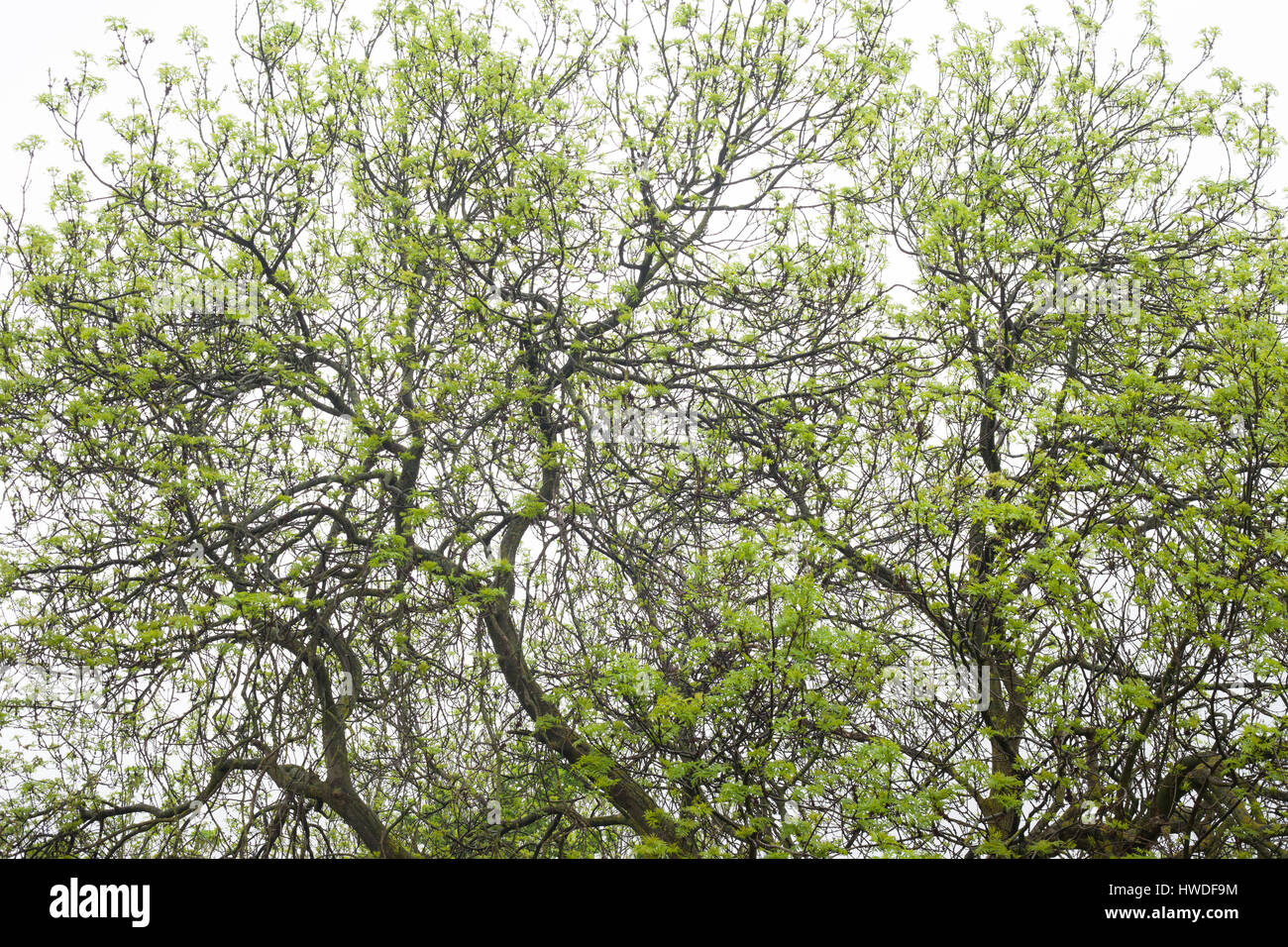 Baum im Frühling, Camberwell, Katja Heber, London, 05.10.2016 Stockfoto