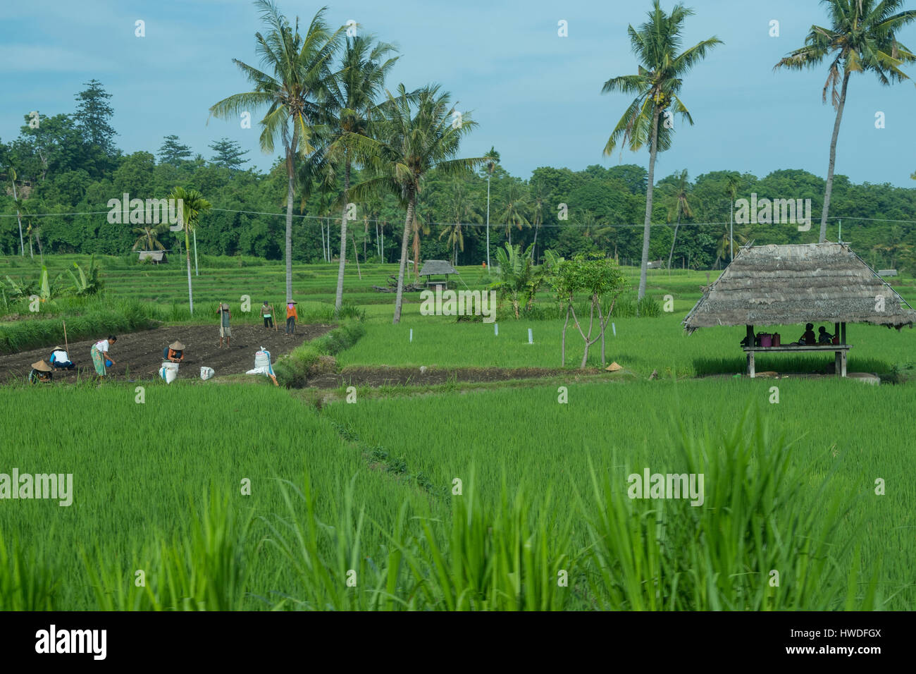 Reisfelder in der Nähe von Senaru, Lombok, Indonesien Stockfoto