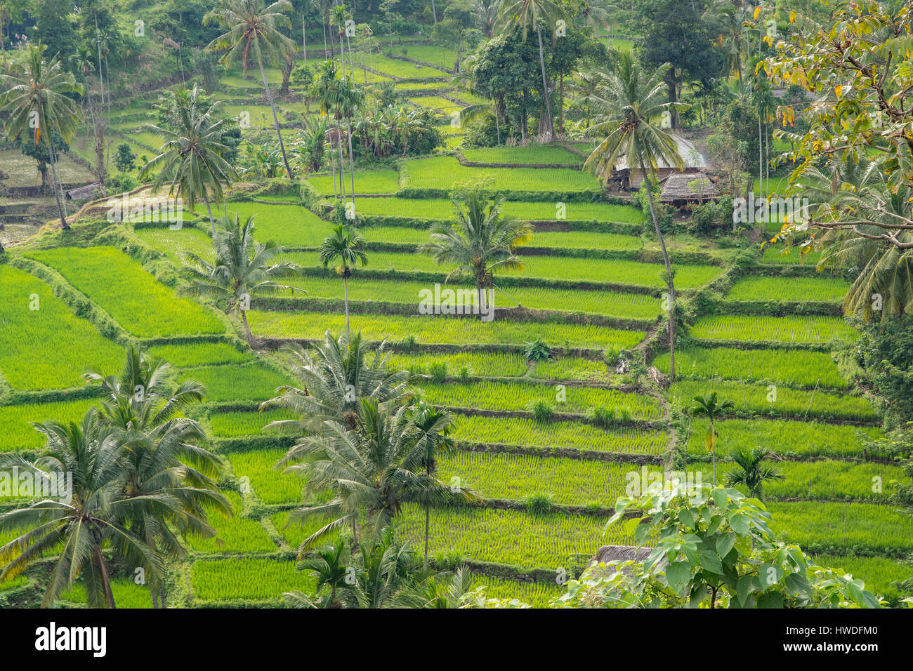 Reisfelder in der Nähe von Senaru, Lombok, Indonesien Stockfoto