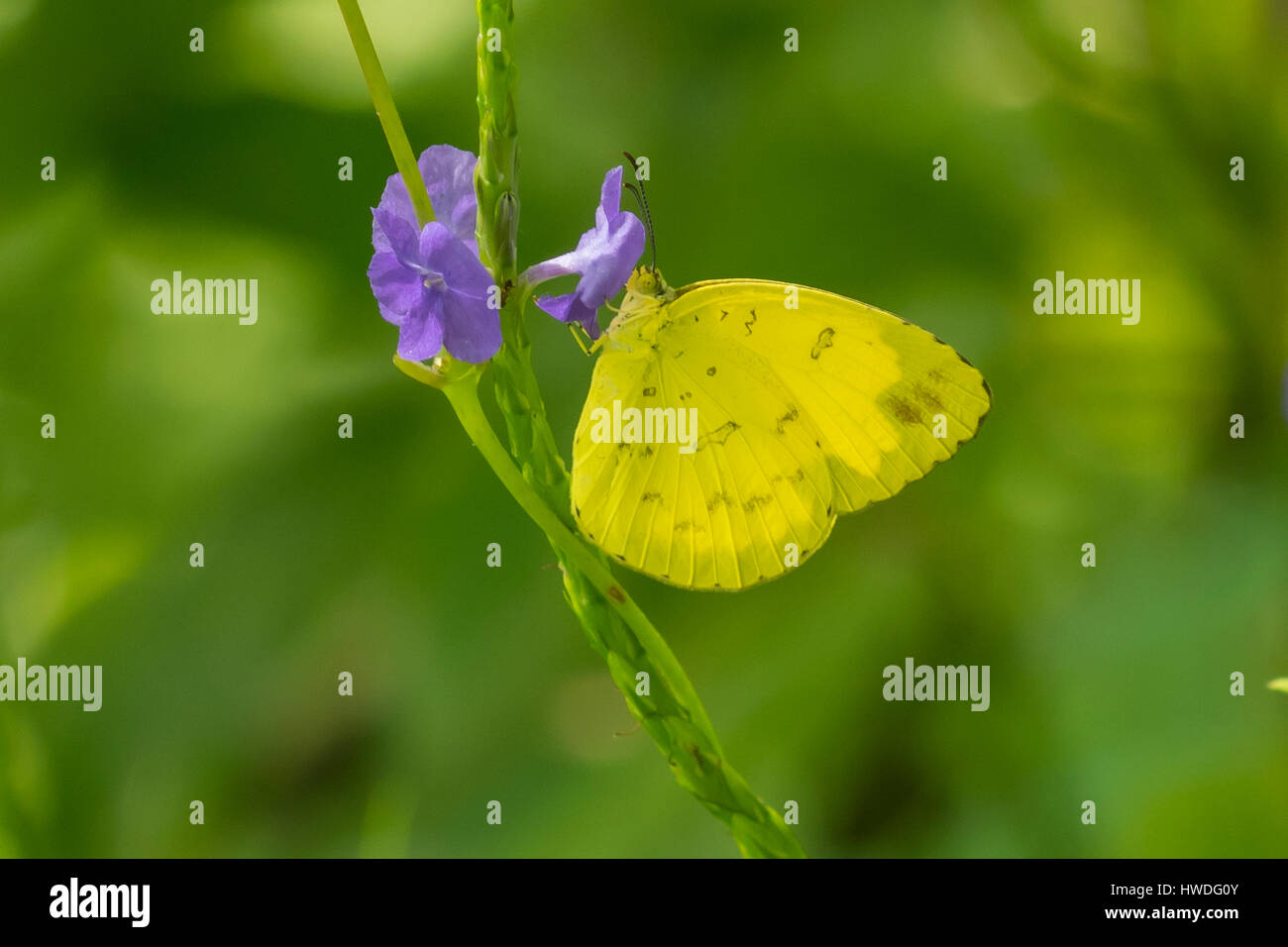Eurema Brigitta, kleine Rasen gelben Schmetterling in Senaru, Lombok, Indonesien Stockfoto
