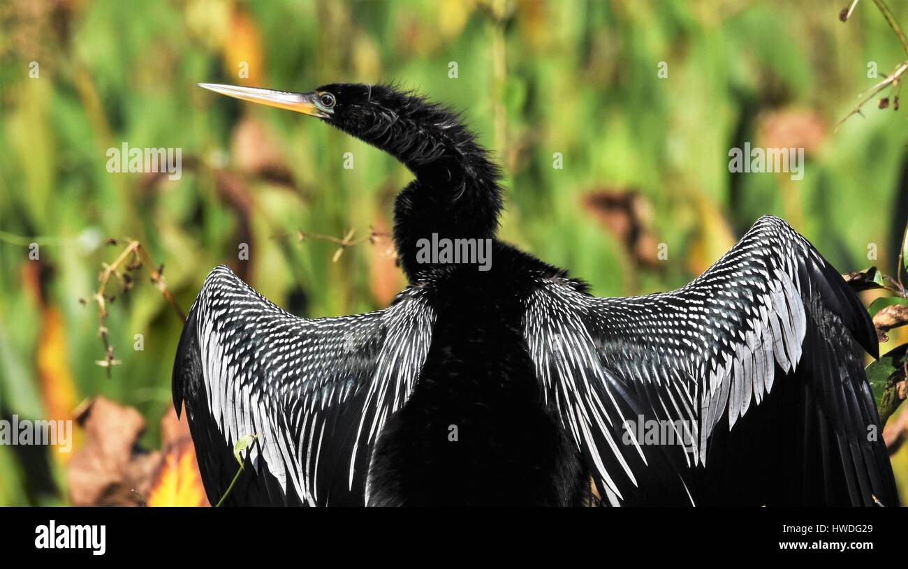 Anhinga in den Feuchtgebieten Stockfoto