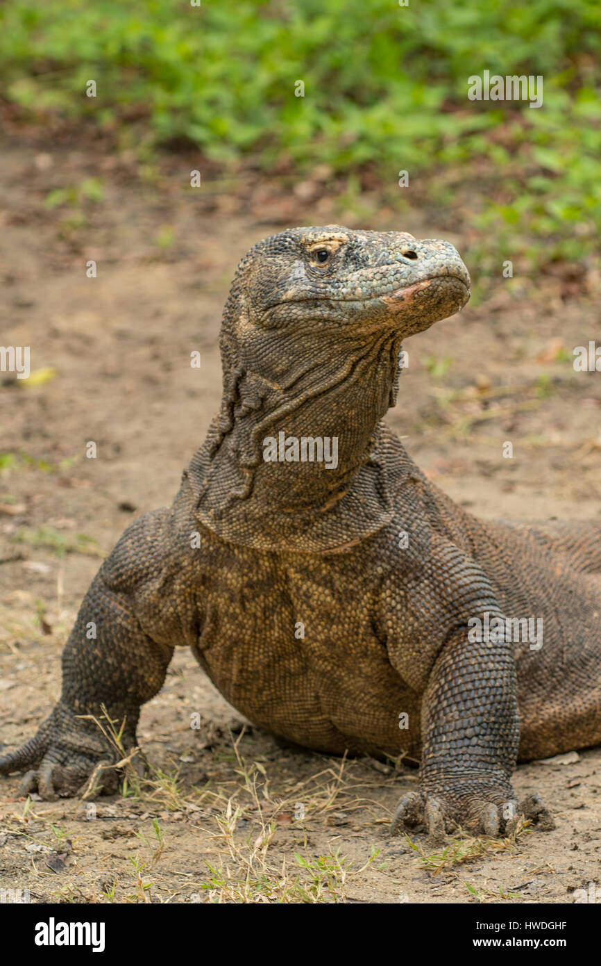 Komodo-Waran, Varanus Komodoensis auf Rinca Island ...