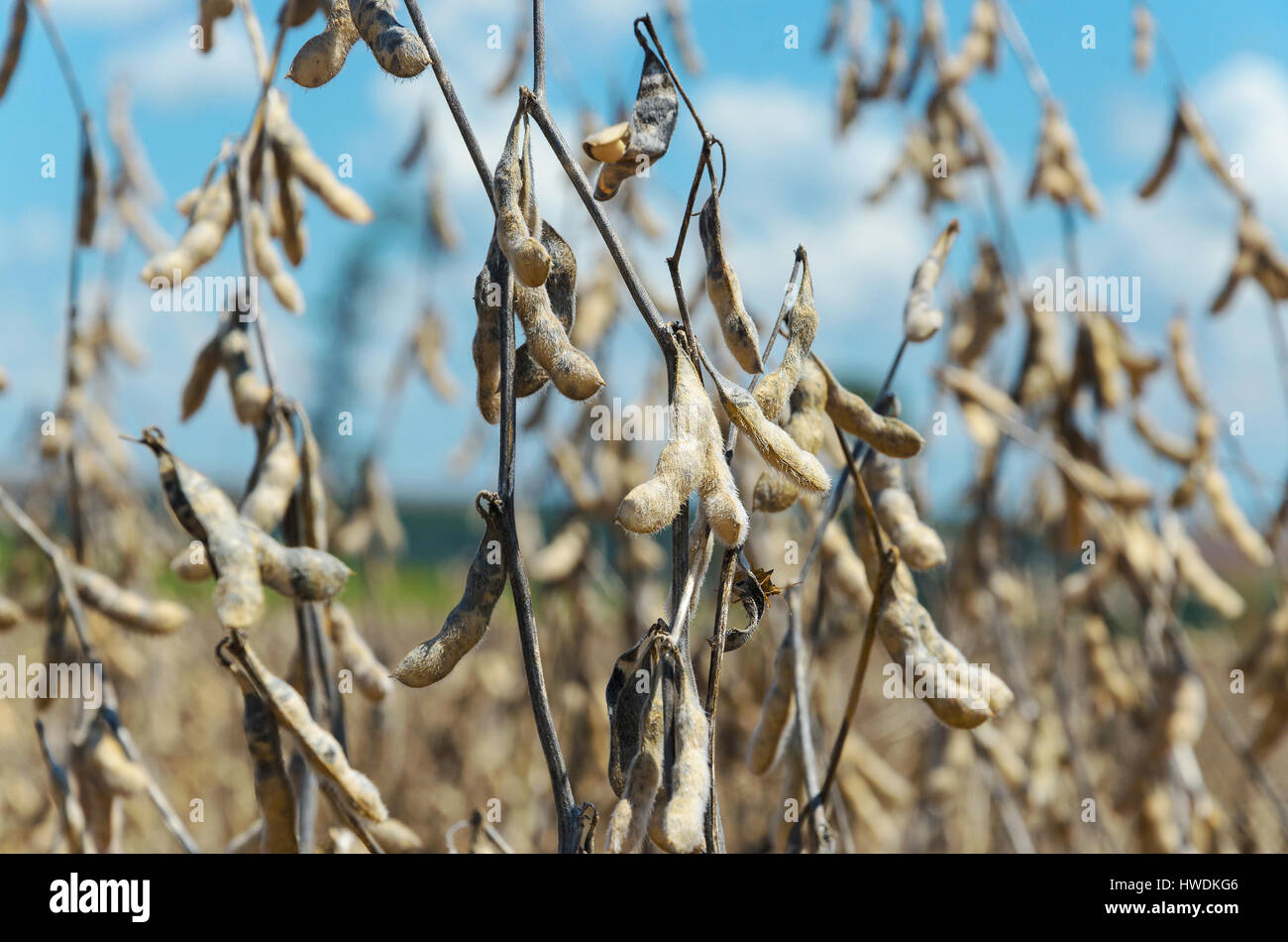 Sojabohnen zur Ernte bereit. Anbau von Sojabohnen mit Reife Körner, trockene Hülsen, trockene Äste und ein Stink Bug. Stockfoto
