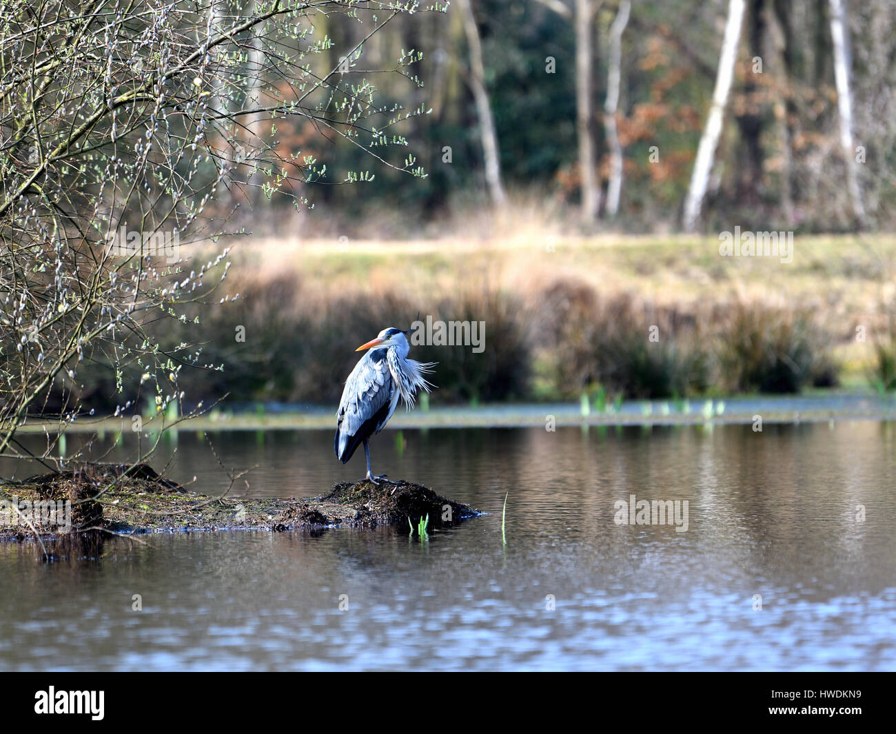 Graureiher auf einer Insel mitten im See Stockfoto