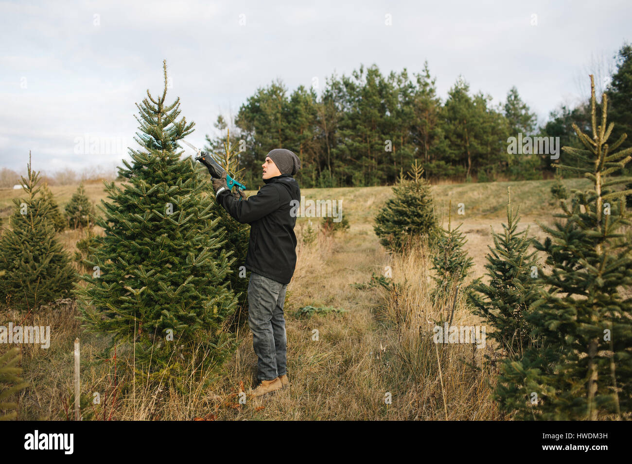 Mann wählen Baum in Christmas Tree Farm, Cobourg, Ontario, Kanada Stockfoto