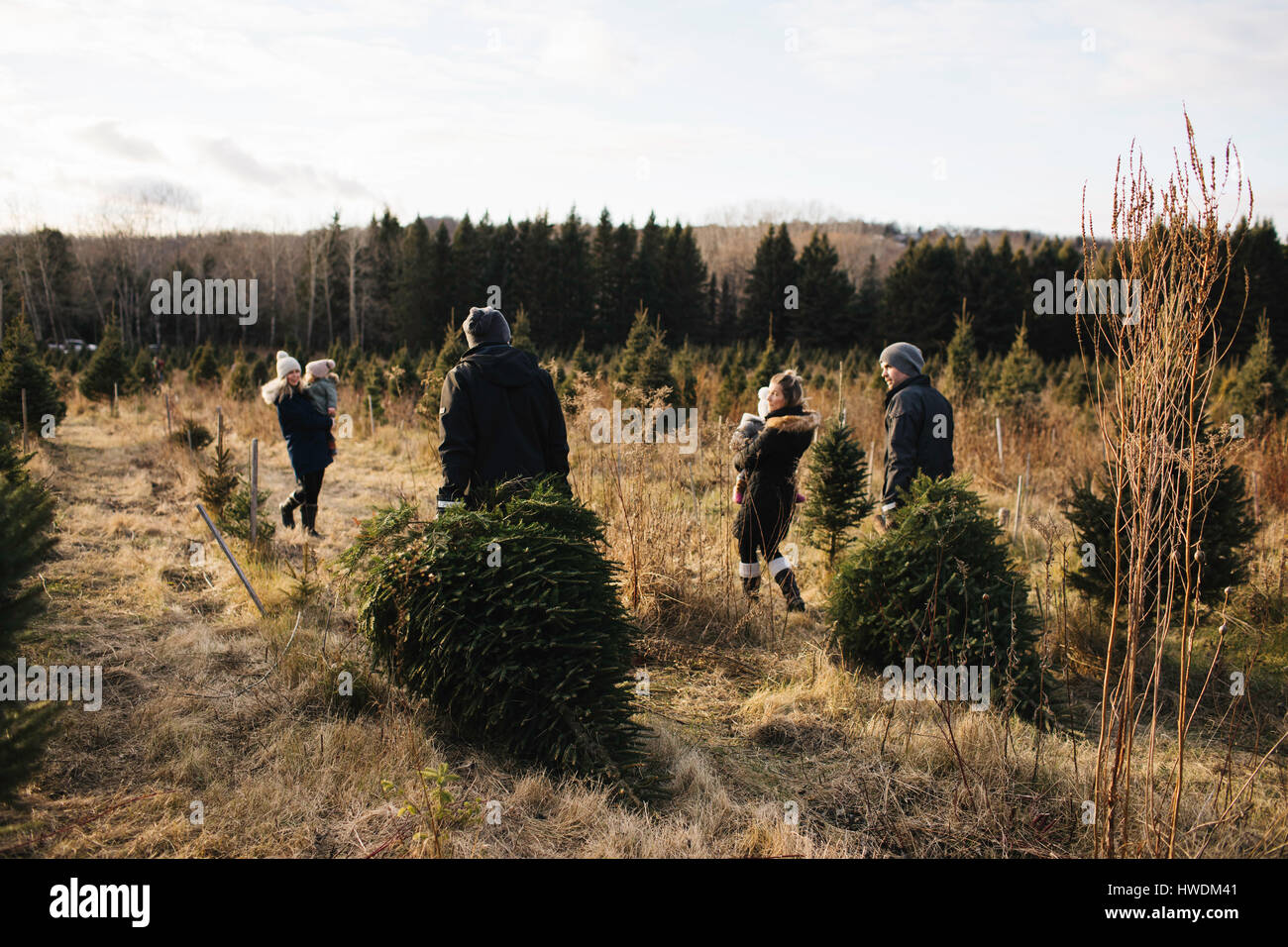 Eltern und Baby Mädchen in Christmas Tree Farm, Cobourg, Ontario, Kanada Stockfoto