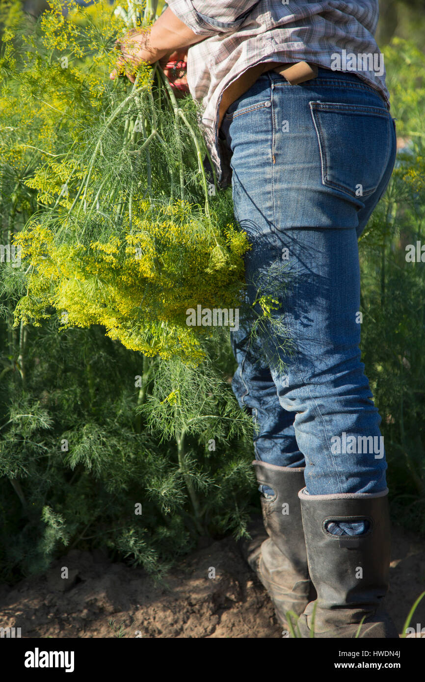 Taille abwärts Blick auf Frau Blume Bauernhof Feld Blüte Dill (Anethum Graveolens) auswählen Stockfoto