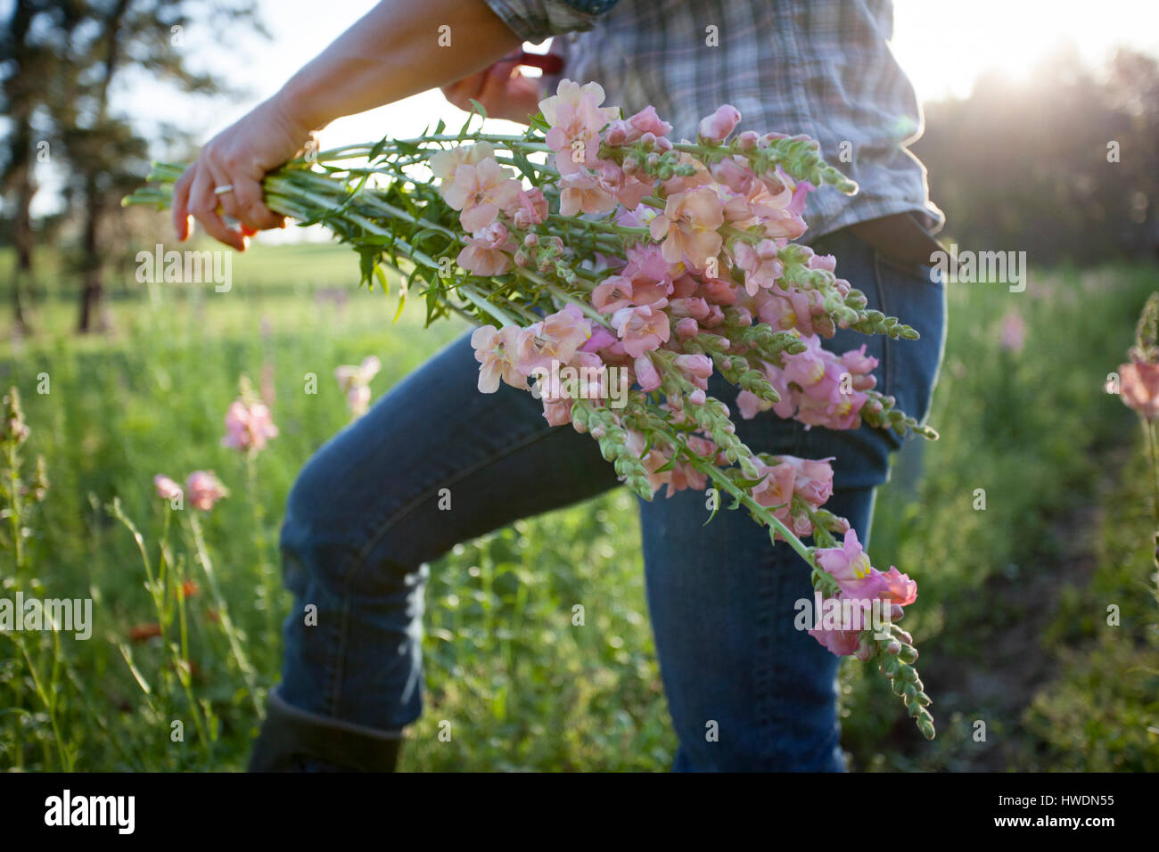 Mittelteil der Frau auswählen Blume Bauernhof Feld Löwenmäulchen (Antirrhinum) Stockfoto
