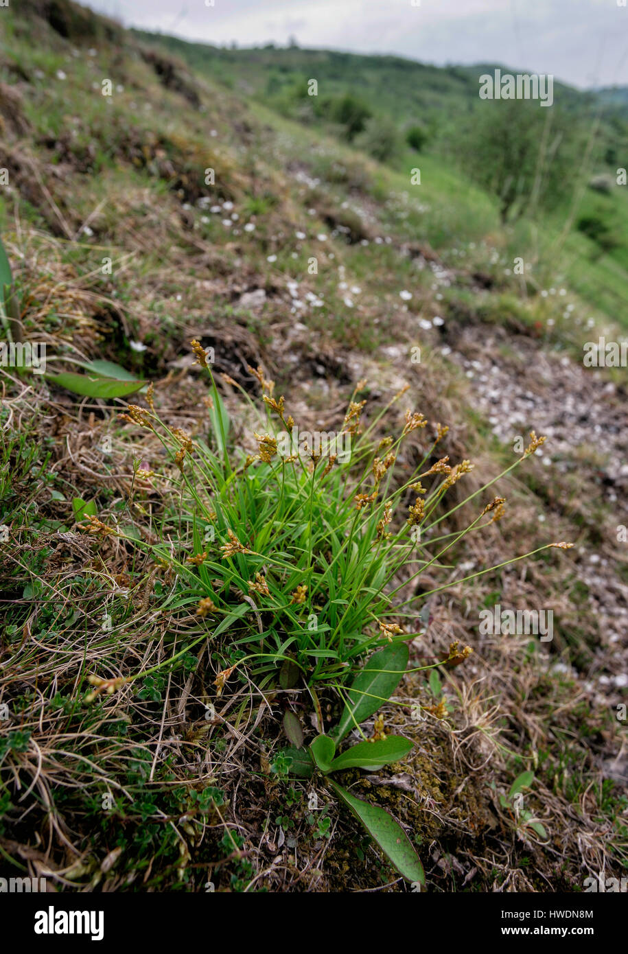 Der seltene Vogel Fuß Segge Carex Ornithopoda bei Burfoot über Millers Dale in Derbyshire Peak District Stockfoto