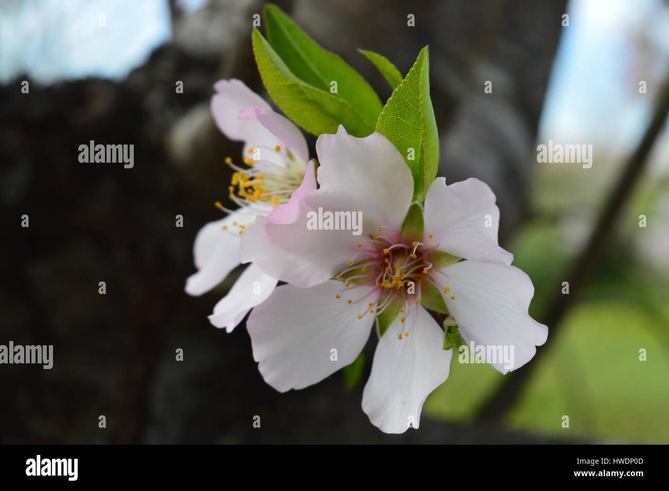 der Frühling kommt im Süden von Spanien, Europa. Stockfoto