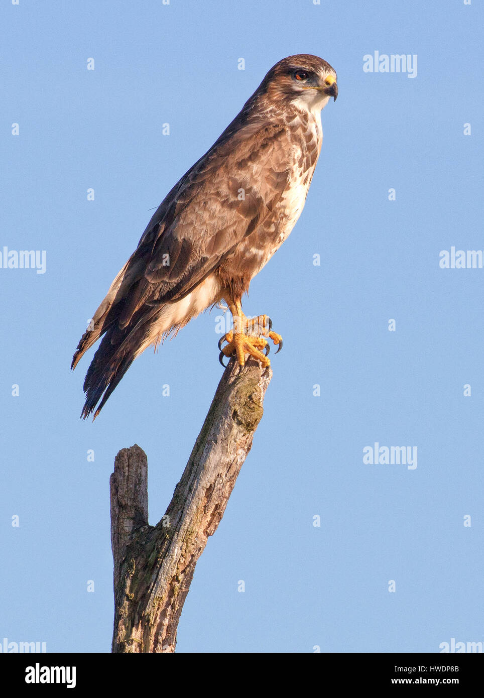 Mäusebussard Buteo buteo an Steart Sümpfe Somerset thront auf einem toten Baum für die Beute in den frühen Morgenstunden suchen Stockfoto