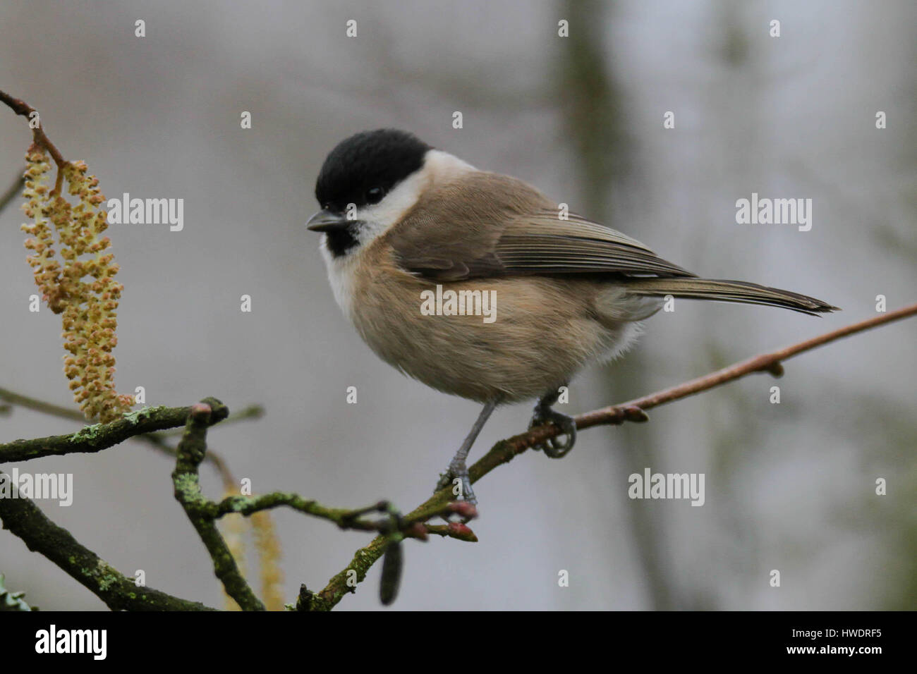 Marsh Tit Stockfoto