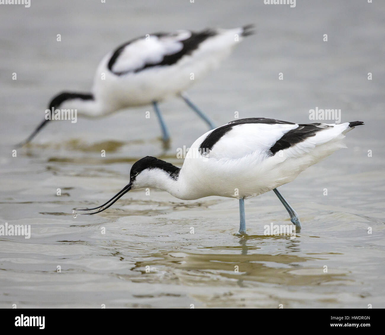 Pied Avocet Recurvirostra Avosetta Fütterung in einer flachen Lagune an der Severn-Mündung in Gloucestershire UK Stockfoto