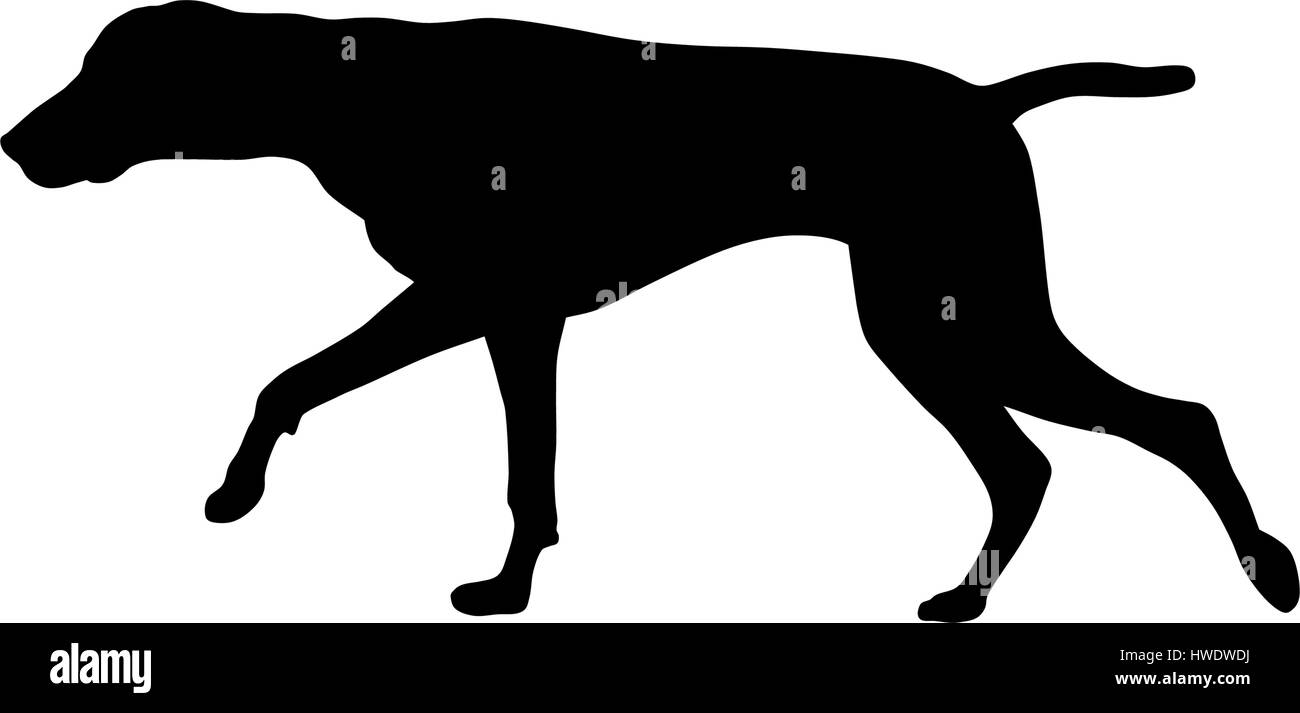 Vektor-Illustration der deutsche kurze Haare Zeiger silhouette Stock Vektor