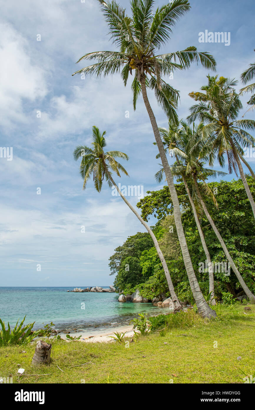 Palmen am Lengkuas Insel Pulau Belitung, Indonesien Stockfoto