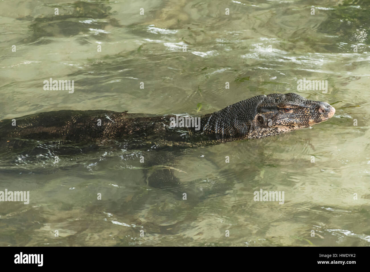 Wasser-Monitor, Varanus Salvator auf Pulau Putri, Indonesien Stockfoto