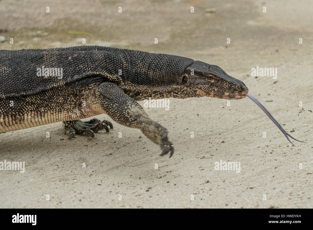 Wasser-Monitor, Varanus Salvator auf Pulau Putri, Indonesien Stockfoto