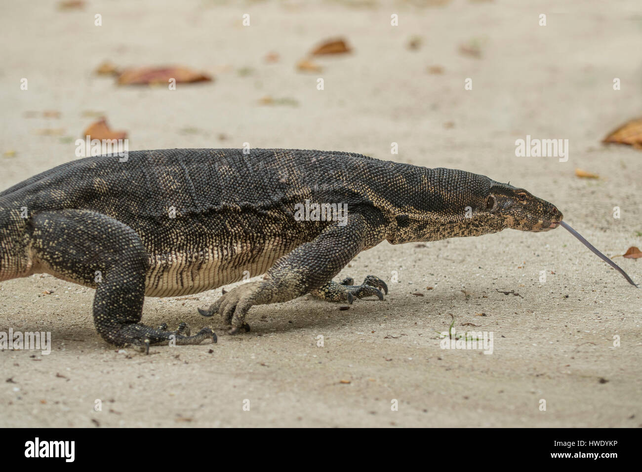 Wasser-Monitor, Varanus Salvator auf Pulau Putri, Indonesien Stockfoto
