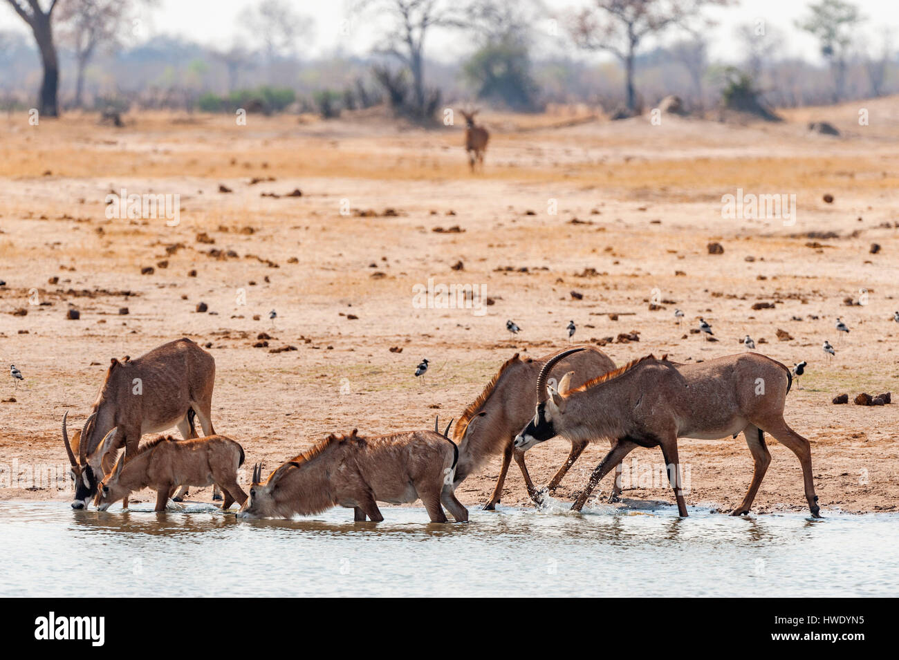 Roan Antilope Hippotragus Spitzfußhaltung im Simbabwes Hwange National Park zu sehen. Stockfoto