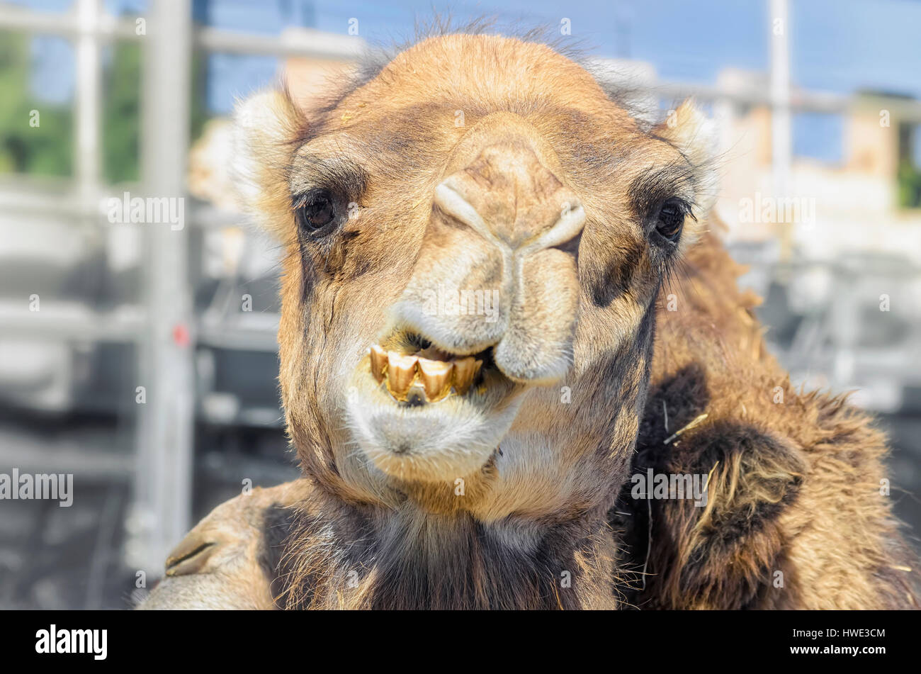 Camelus Dromedarius. Mit Blick auf ein Dromedar, genannt auch das arabische Kamel. Moment, wenn er den Mund offen hat und seine Zähne zeigen. Im Vordergrund. Stockfoto