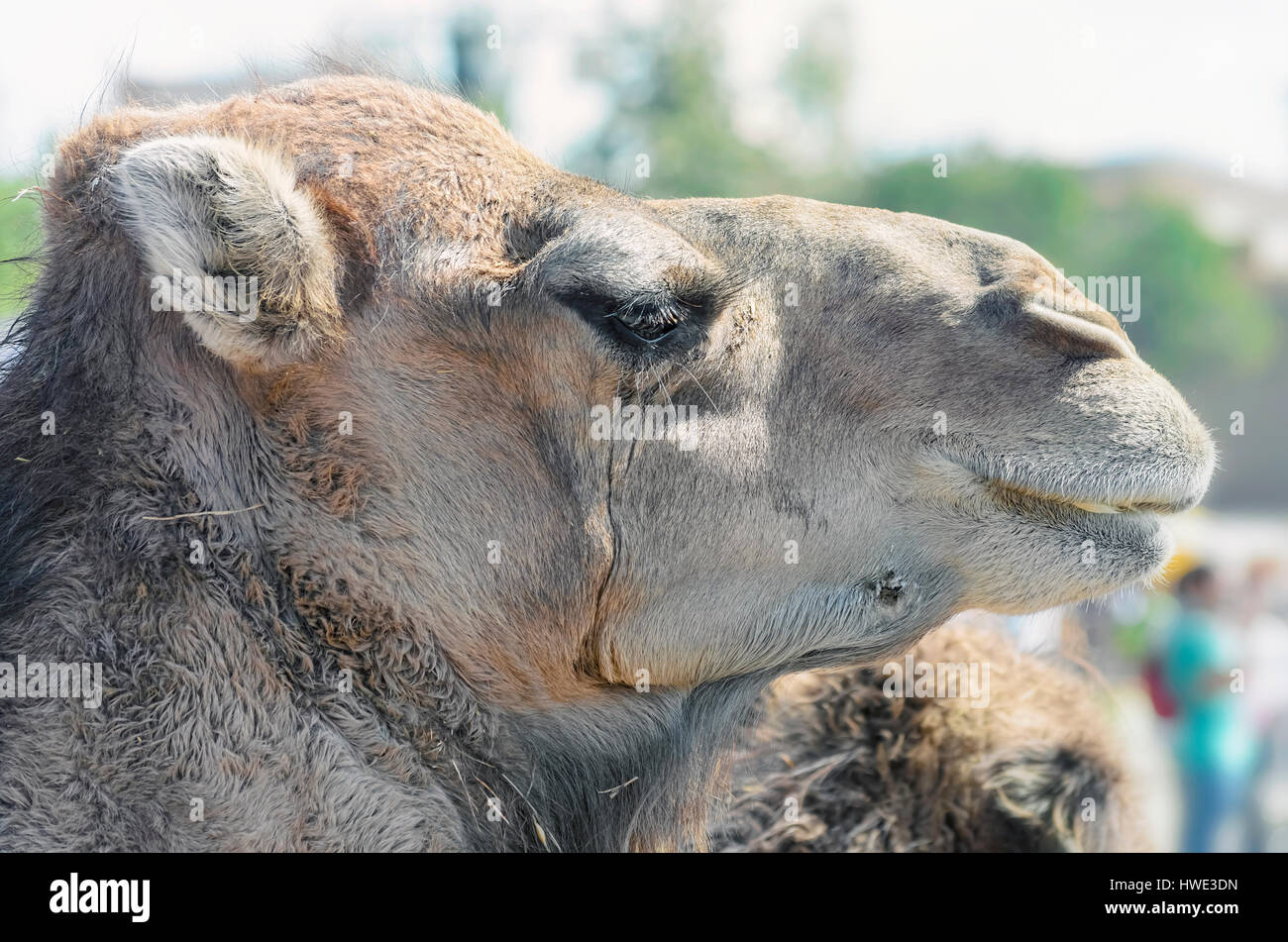 Camelus Dromedarius. Profil von einem Dromedar, auch genannt das arabische Kamel. Moment, wenn er in Ruhe essen. Nahaufnahme, während ein mittelalterliches fest Stockfoto