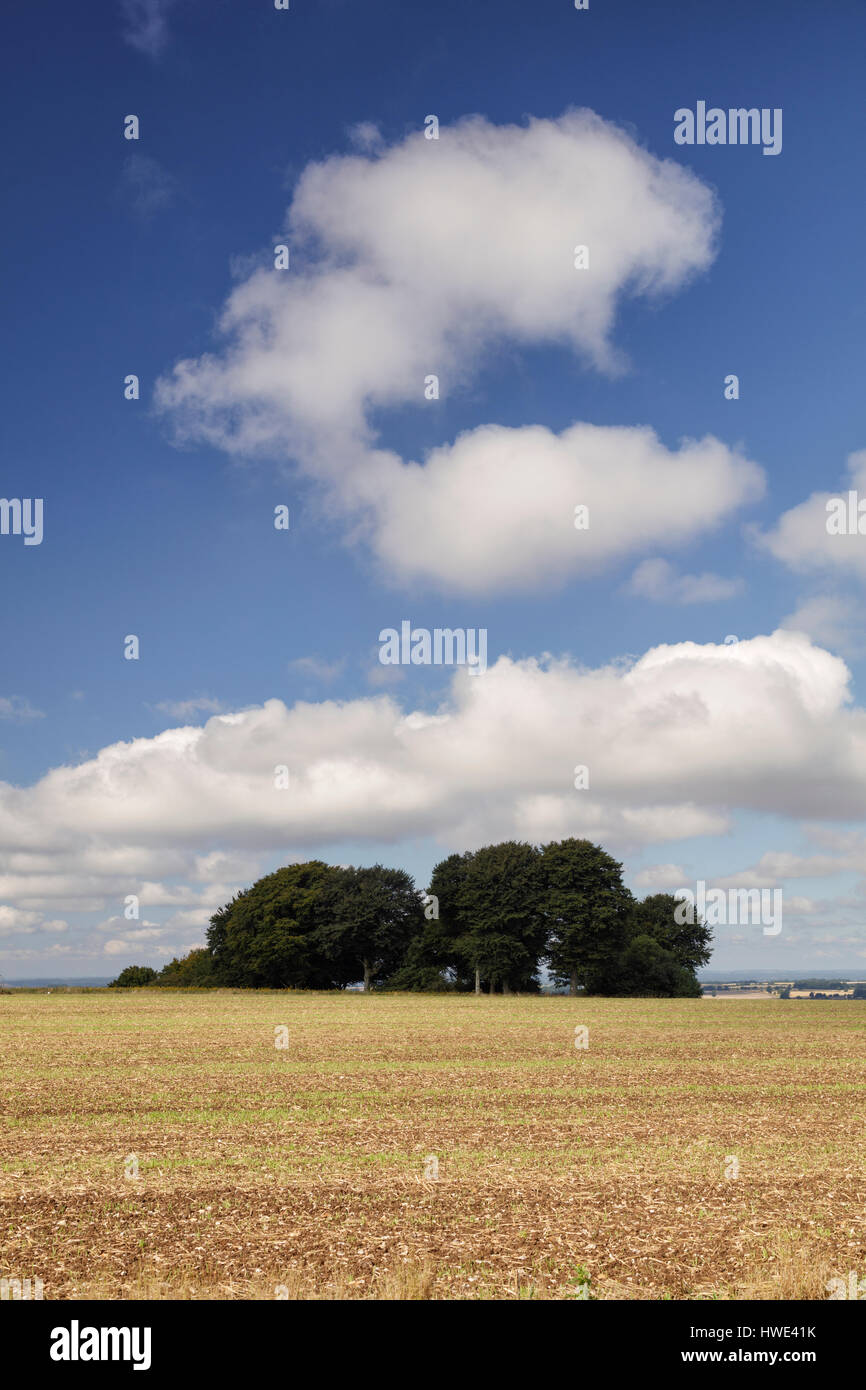 Büschel von Bäumen in der Nähe der Ridgeway National Trail in Wiltshire. Eine Wolke über die Bäume in der Form des Buchstabens C. Stockfoto