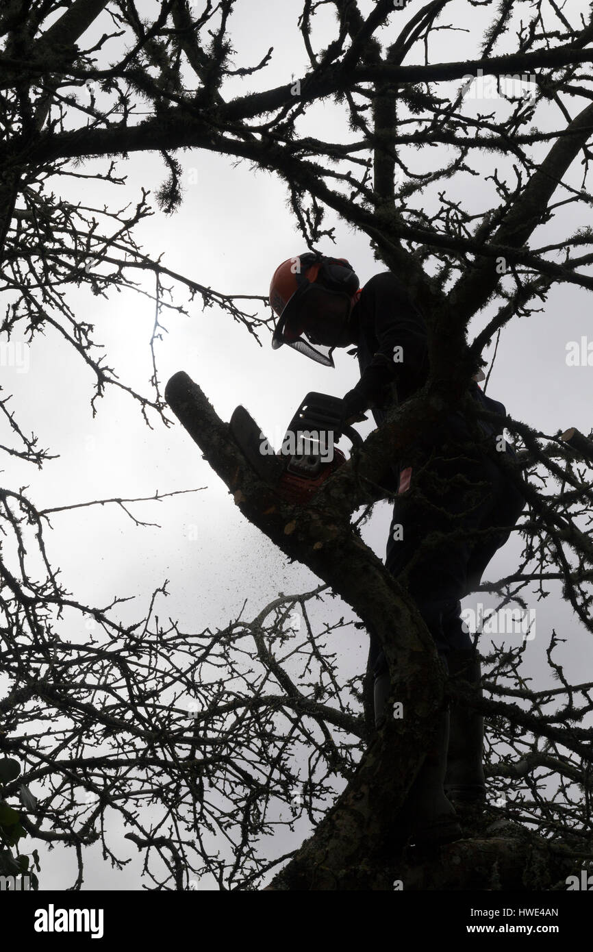 Holzfäller, Baumpfleger oder Baumpfleger geht auf eine Kartbahn, einen Bramley-Baum mit einer Motorsäge Husqvarna pollard Stockfoto