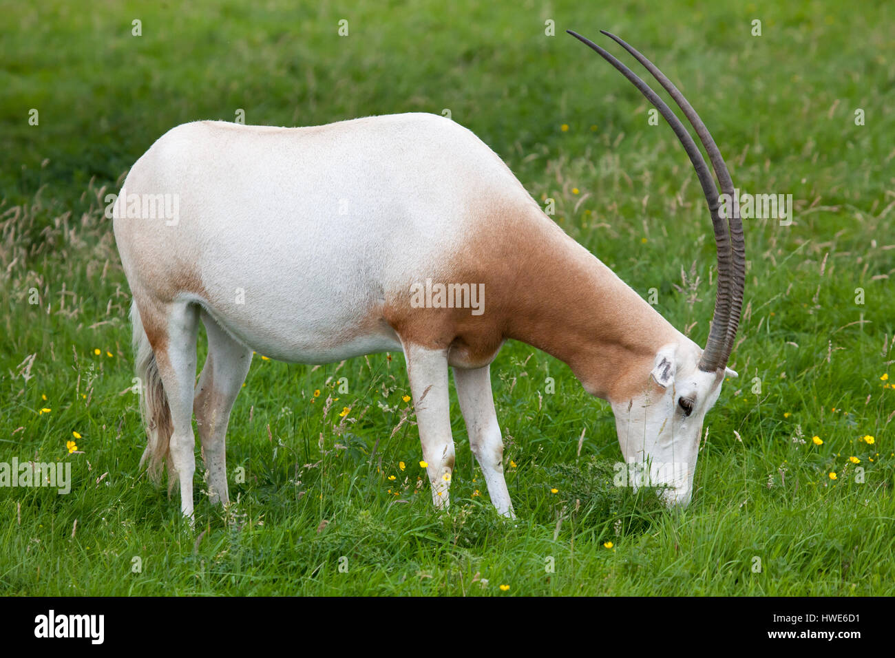 Scimitar-horned Oryx stehend in einem Feld Stockfoto