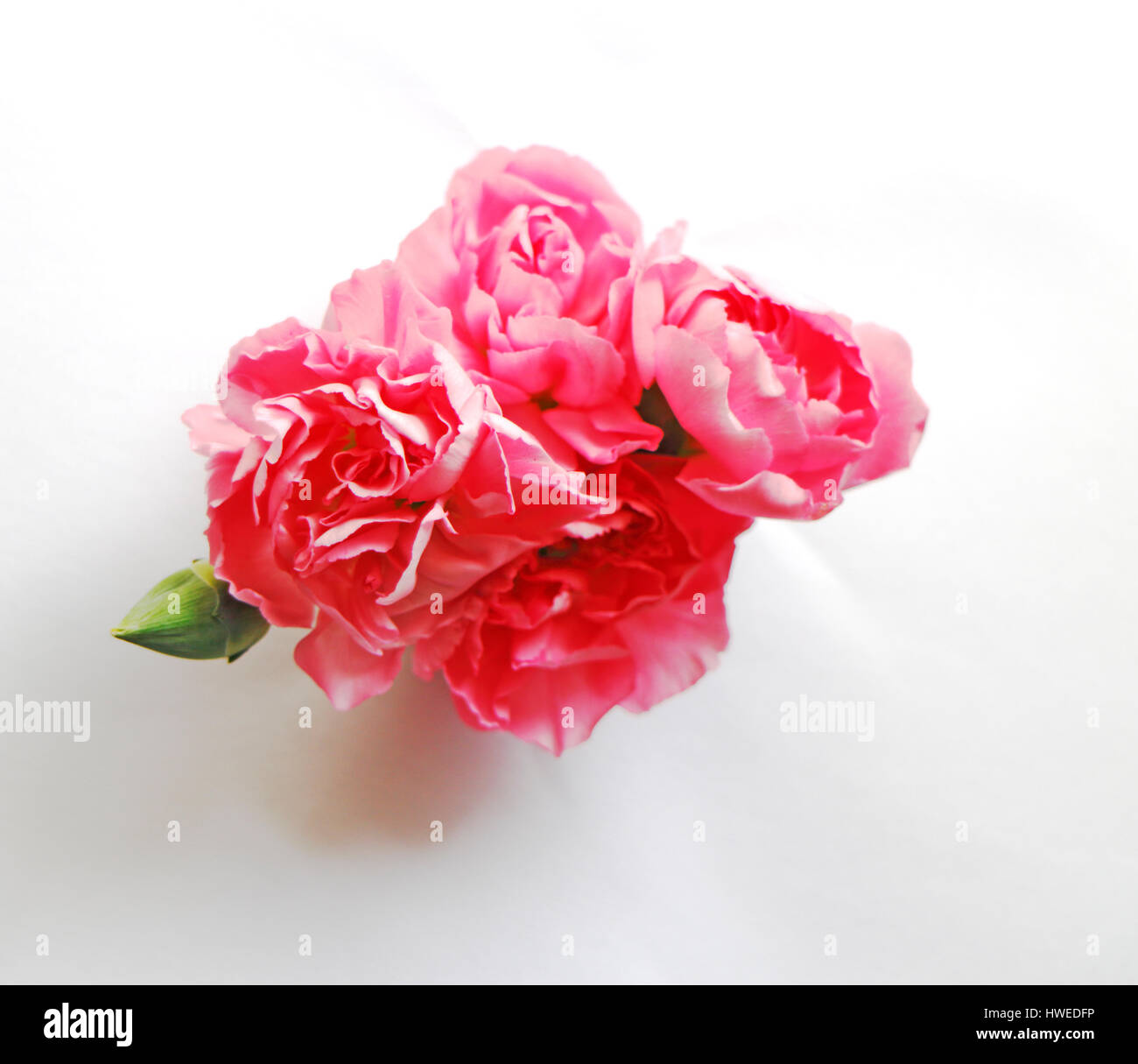 Ein Bündel roter Nelke, Dianthus caryophyllus, blühende Köpfe vor weißem Hintergrund. Stockfoto