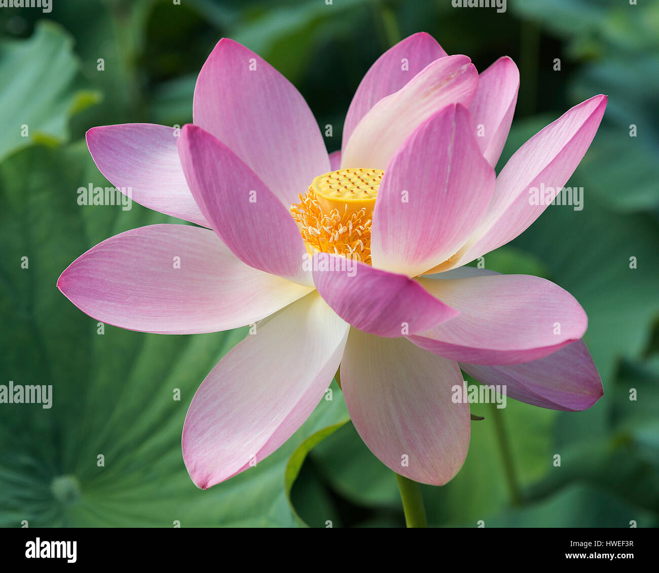 Heiliges Wasser Lotus Stockfoto