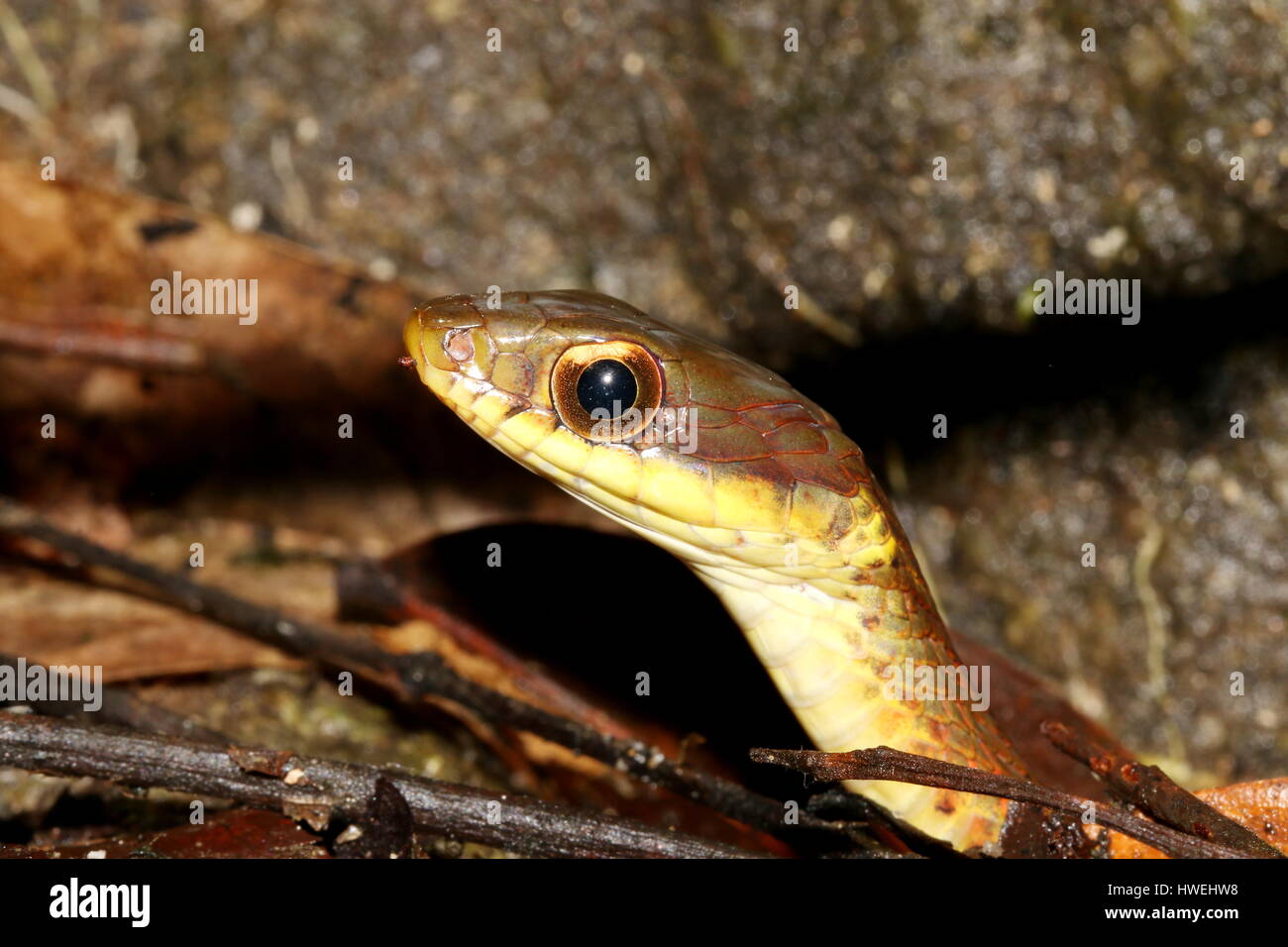 Nahaufnahme eines Specklebelkielrückenschlangen, Rhabdophis chrysargos, als es aus dem Dschungel Unterholz späht. Stockfoto