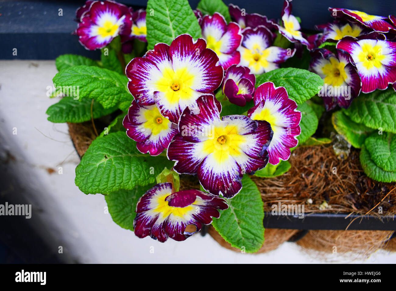 Blumenkasten, englischen Cottage Stockfoto