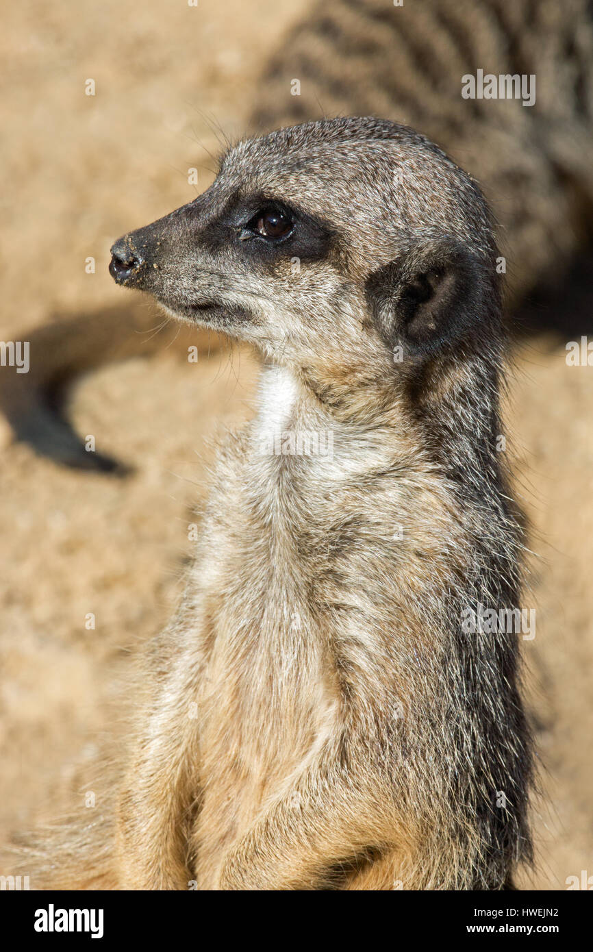 Erdmännchen oder Suricate (Suricata Suricatta). Aufmerksamkeit. Alle Sinne alarmiert. Porträt. Stockfoto