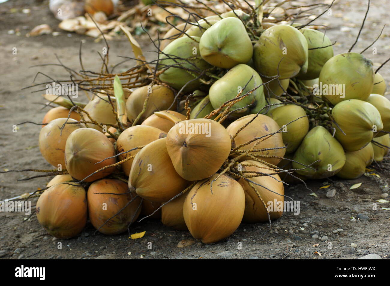 Handvoll frische Kokosnüsse zu verkaufen. Stockfoto