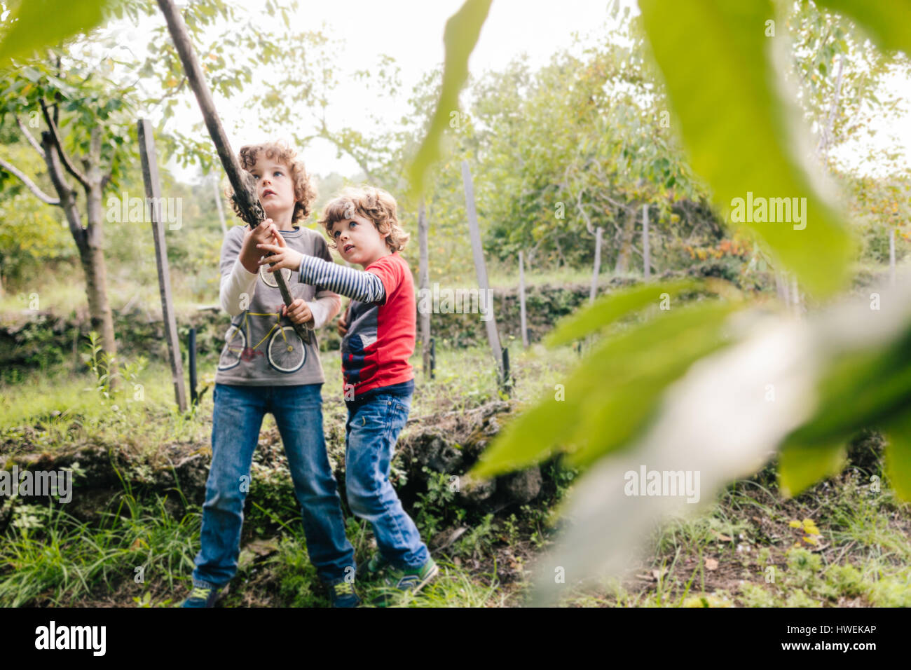 Zwei jungen stossen Kastanienbaum mit Pol im Weinberg Wald Stockfoto