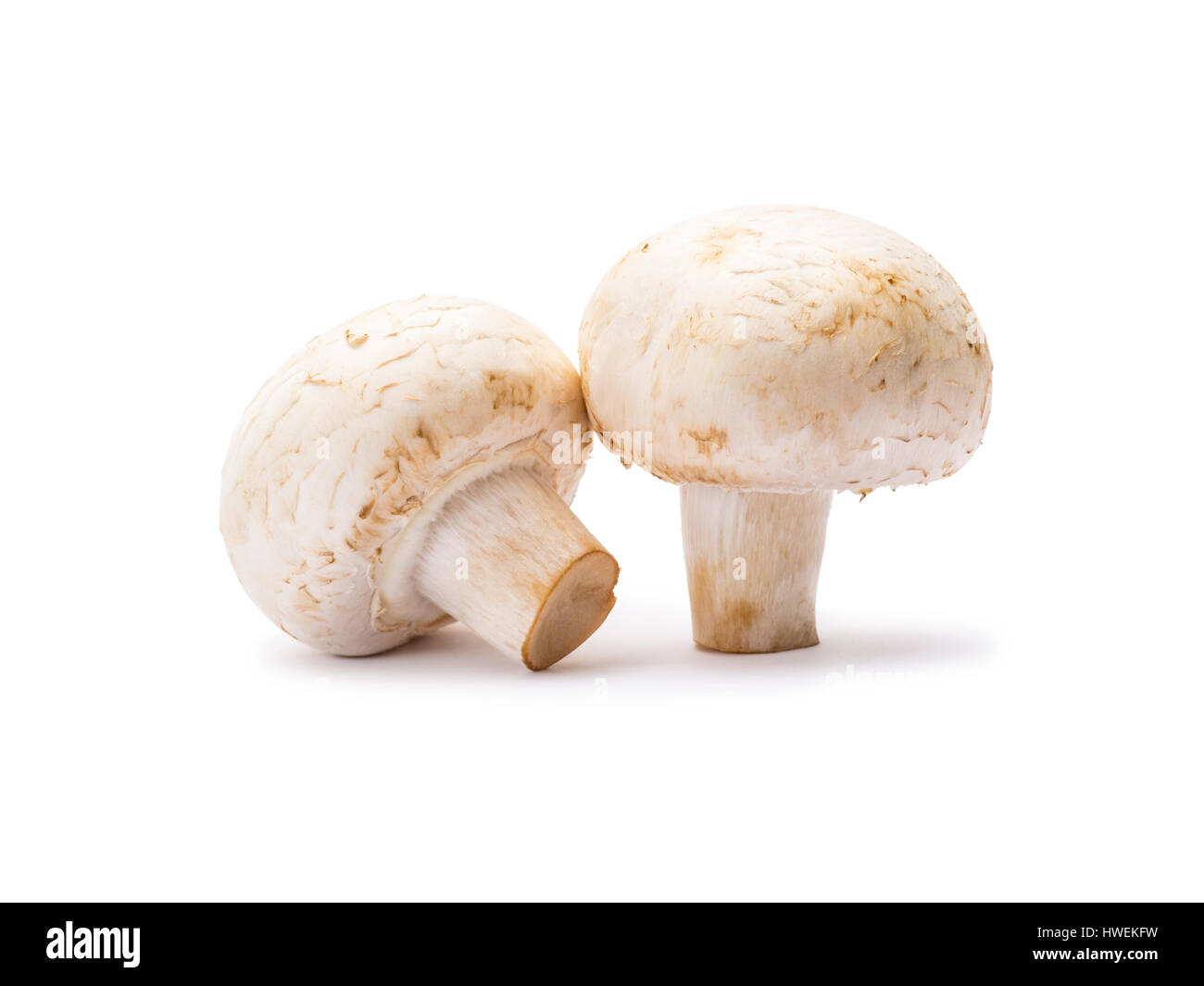 Champignon-Pilze, Isolated on White Stockfoto