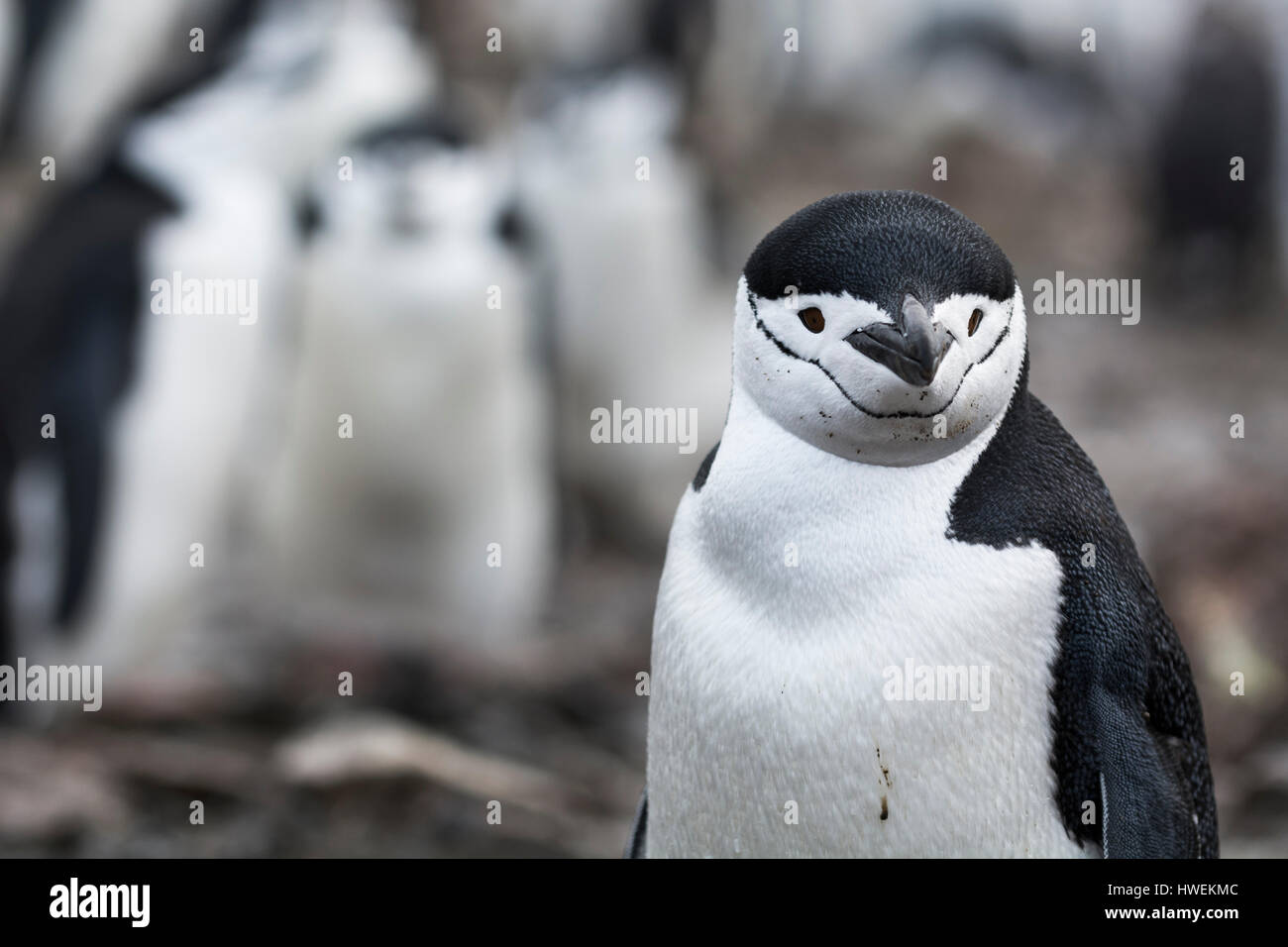 Pinguin Zügelpinguinen (Pygoscelis Antarcticus), Half Moon Island, Antarktis Stockfoto