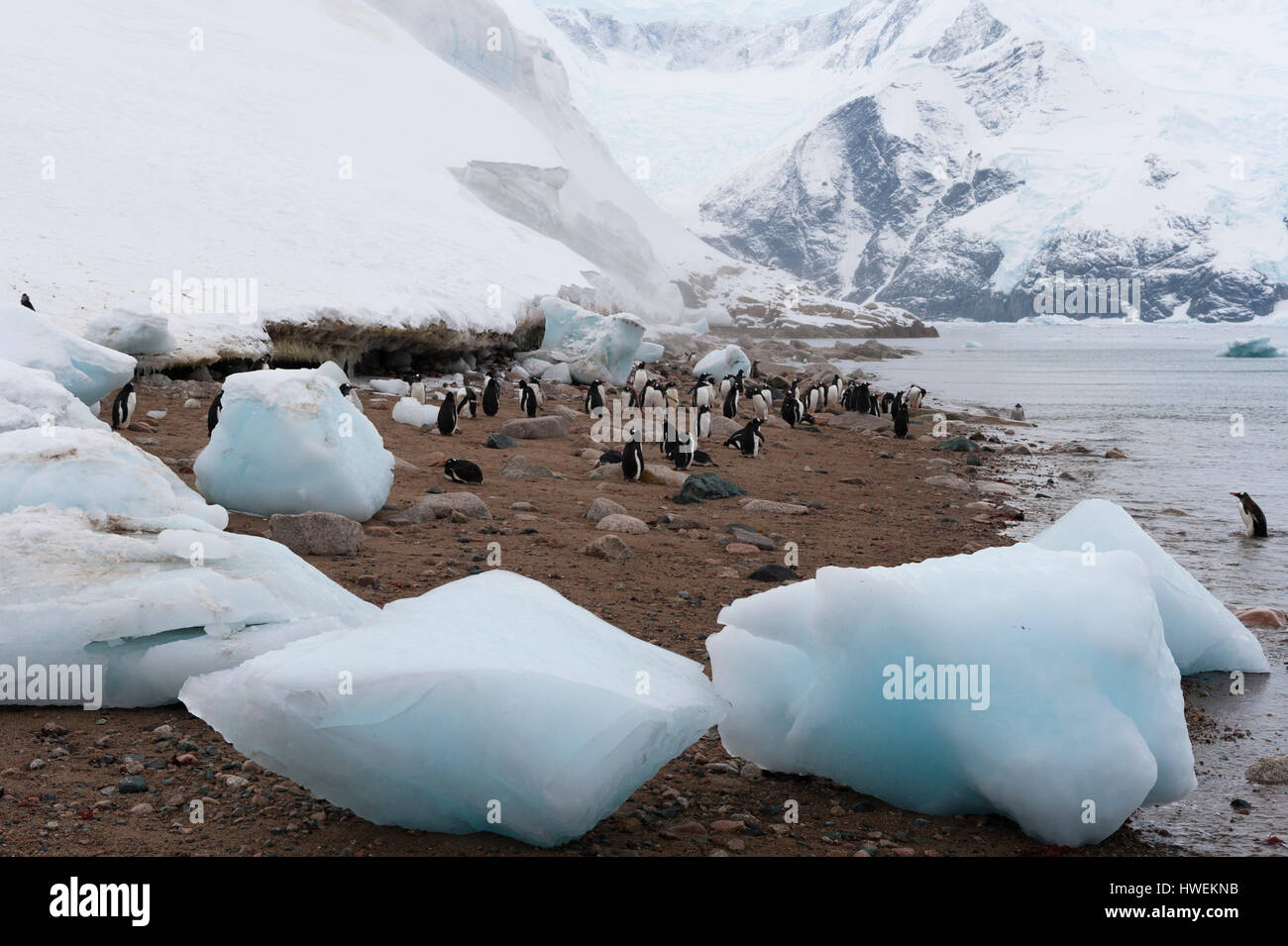 Gentoo Penguins (Pygoscelis Papua), Neko Harbour, Antarktis Stockfoto