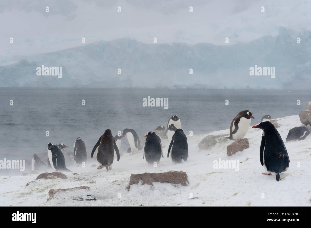Gentoo Penguins (Pygoscelis Papua), Neko Harbour, Antarktis Stockfoto